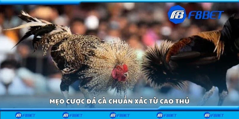 Mẹo cược đá gà chuẩn xác từ cao thủ